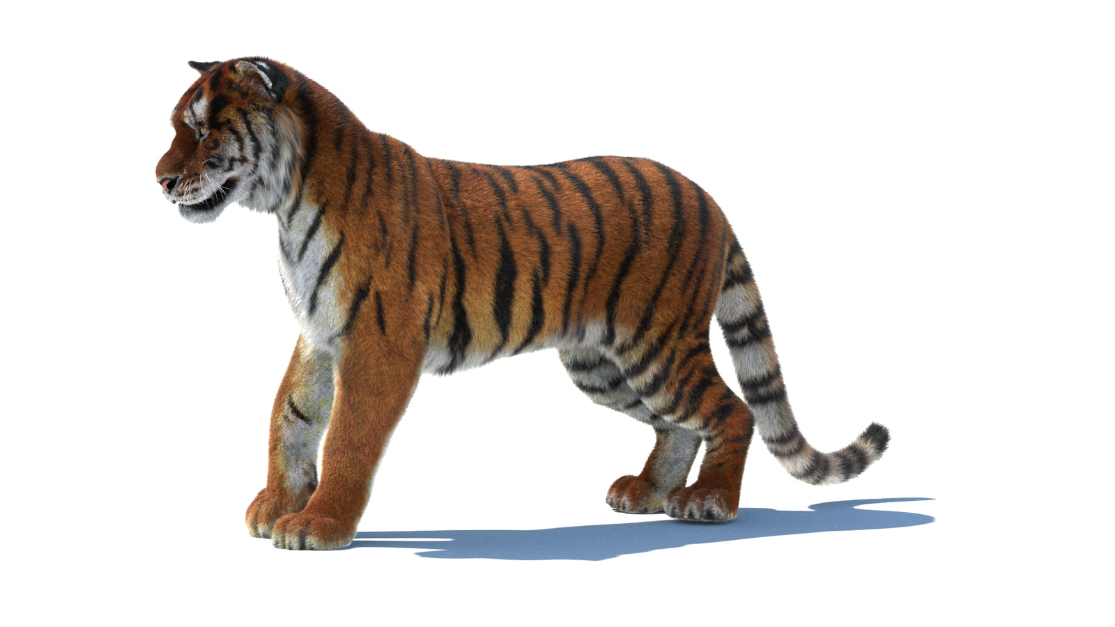 Rigged Tiger 3D Model Fur 360° view 1 frame 30