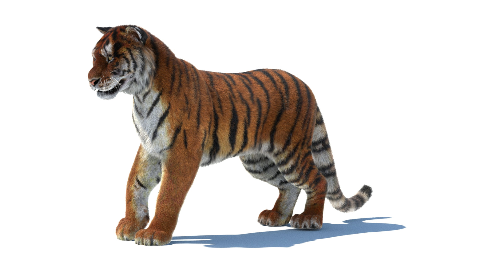 Rigged Tiger 3D Model Fur 360° view 1 frame 31