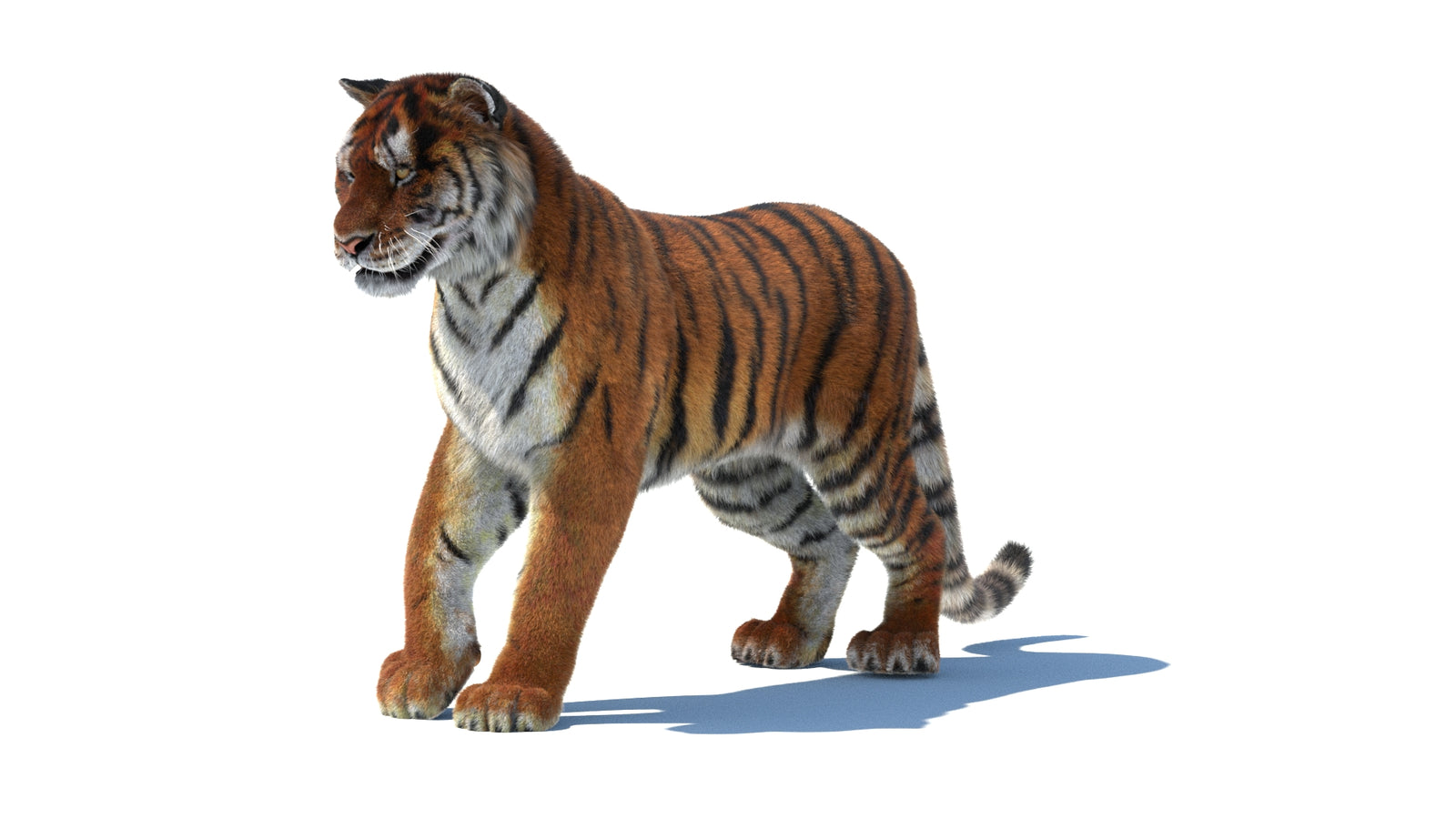 Rigged Tiger 3D Model Fur 360° view 1 frame 32