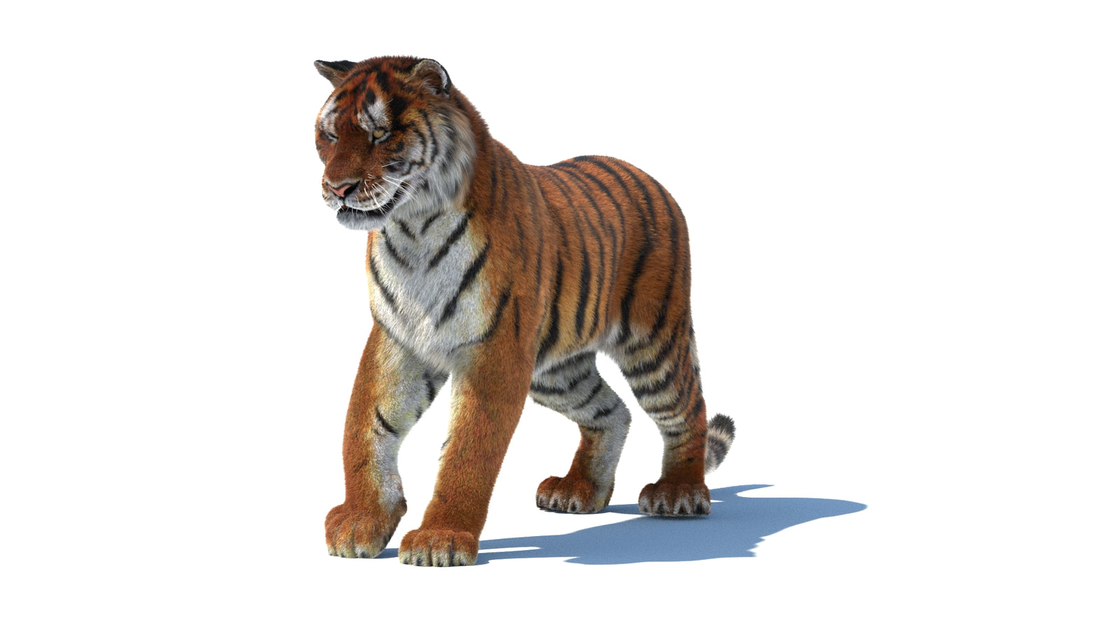 Rigged Tiger 3D Model Fur 360° view 1 frame 33