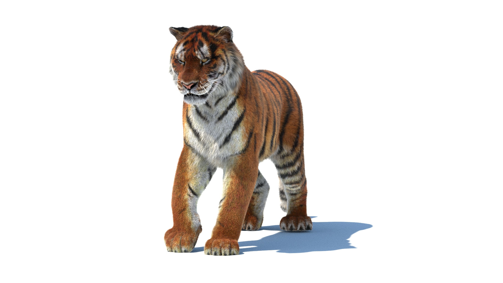 Rigged Tiger 3D Model Fur 360° view 1 frame 34