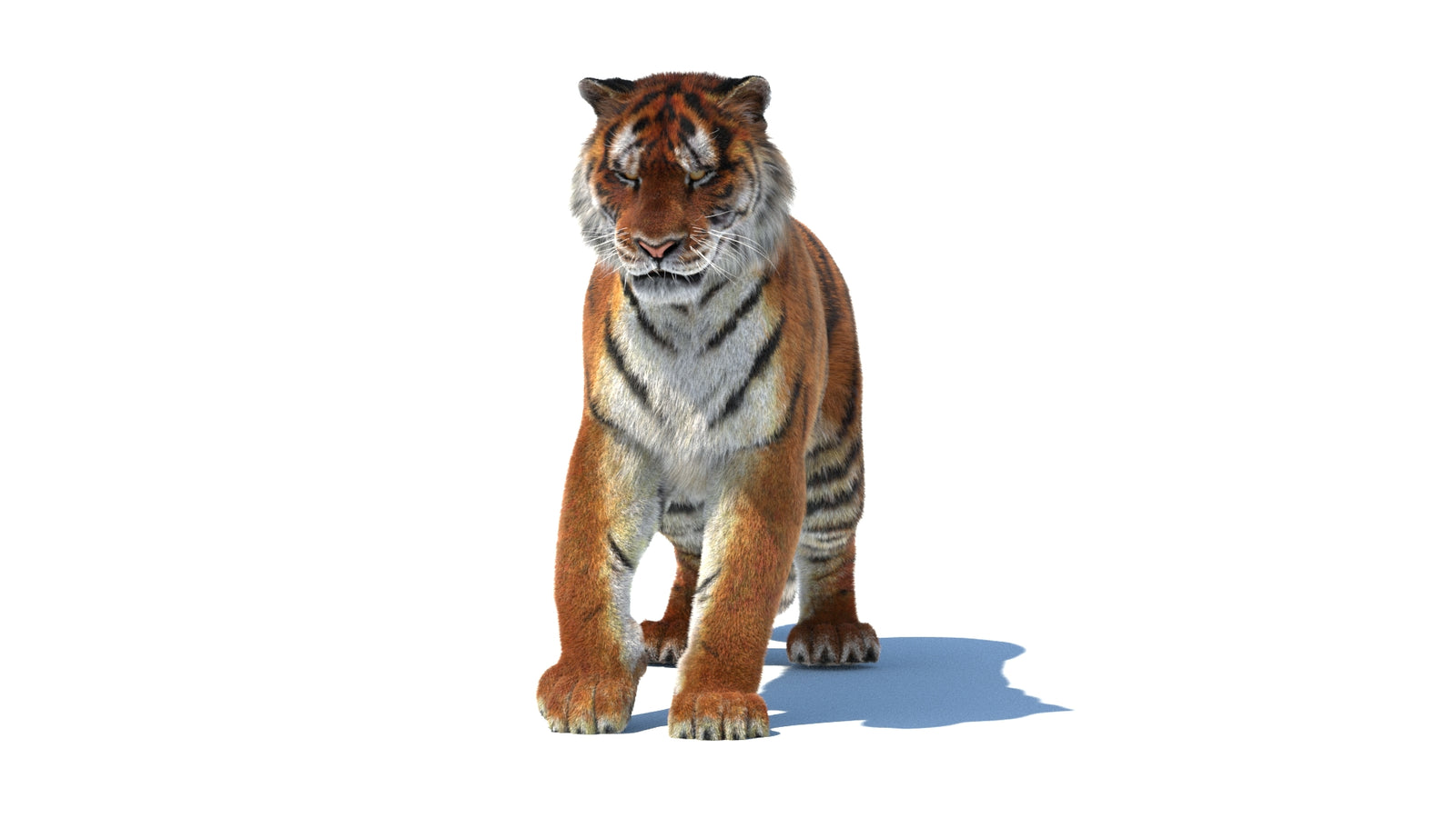 Rigged Tiger 3D Model Fur 360° view 1 frame 35