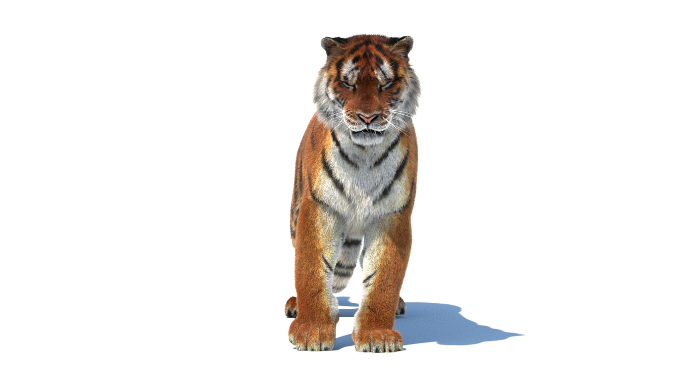 Rigged Tiger 3D Model Fur - 360 Degree View
