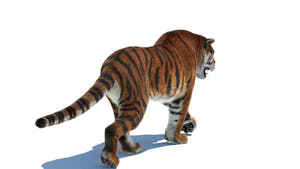 Tiger 3D Model with Fur with 3DS Max CAT Motion Rigging Thumbnail