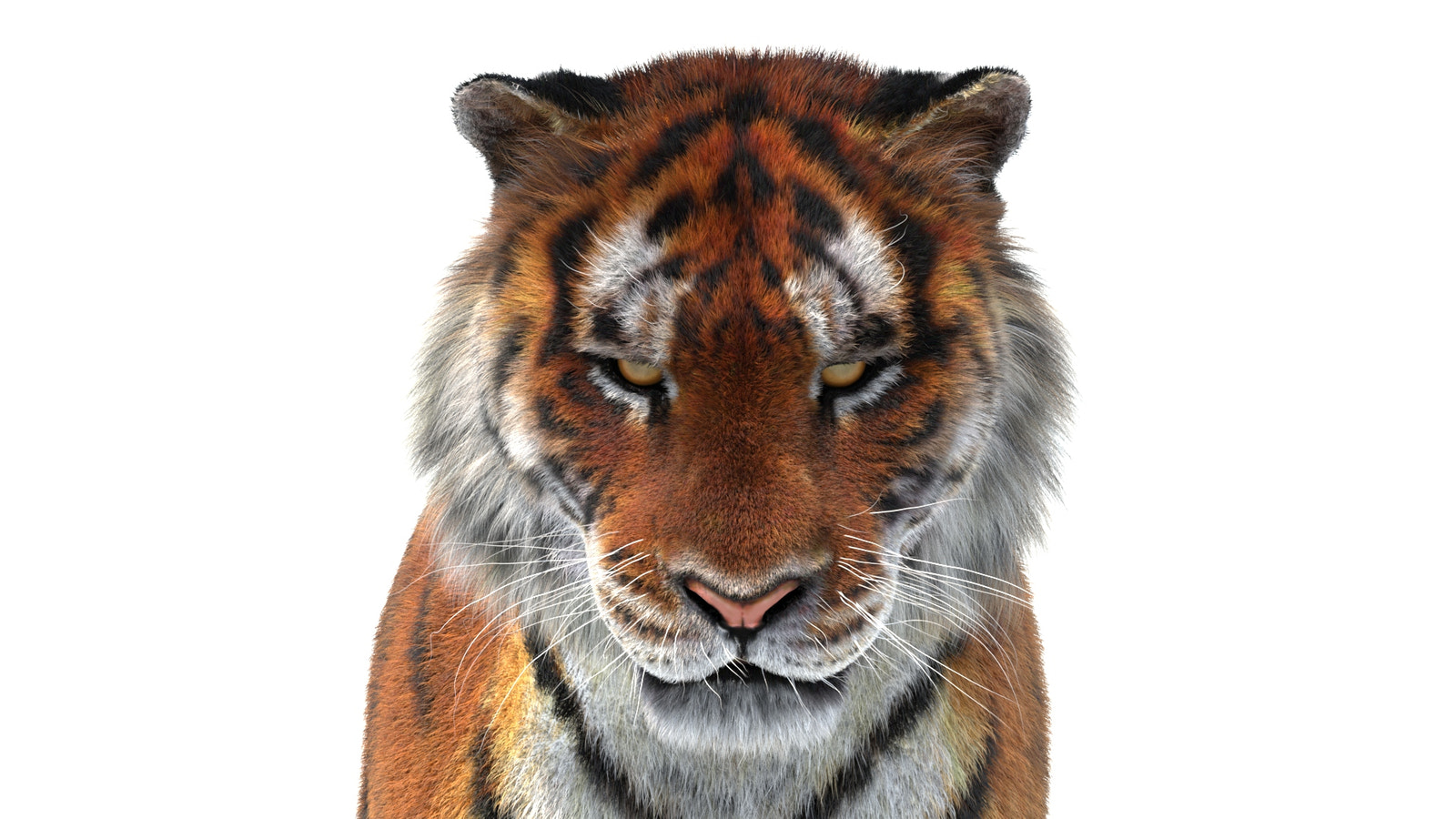 Tiger 3D Model with Fur with Close Up View