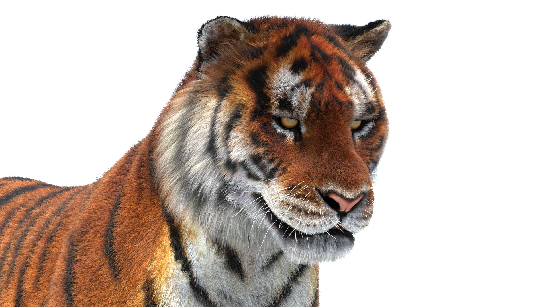 Tiger 3D Model with Fur with Close Up View