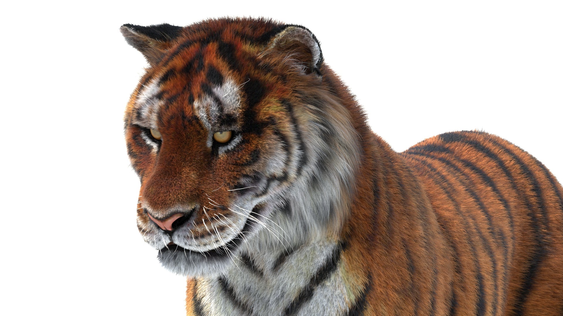Tiger 3D Model with Fur with Close Up View