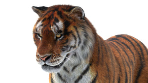 Tiger 3D Model with Fur with Close Up View Thumbnail