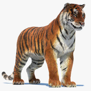 Rigged Tiger 3D Model with Fur Thumbnail