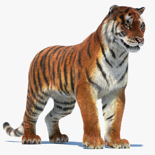 Rigged Tiger 3D Model Fur