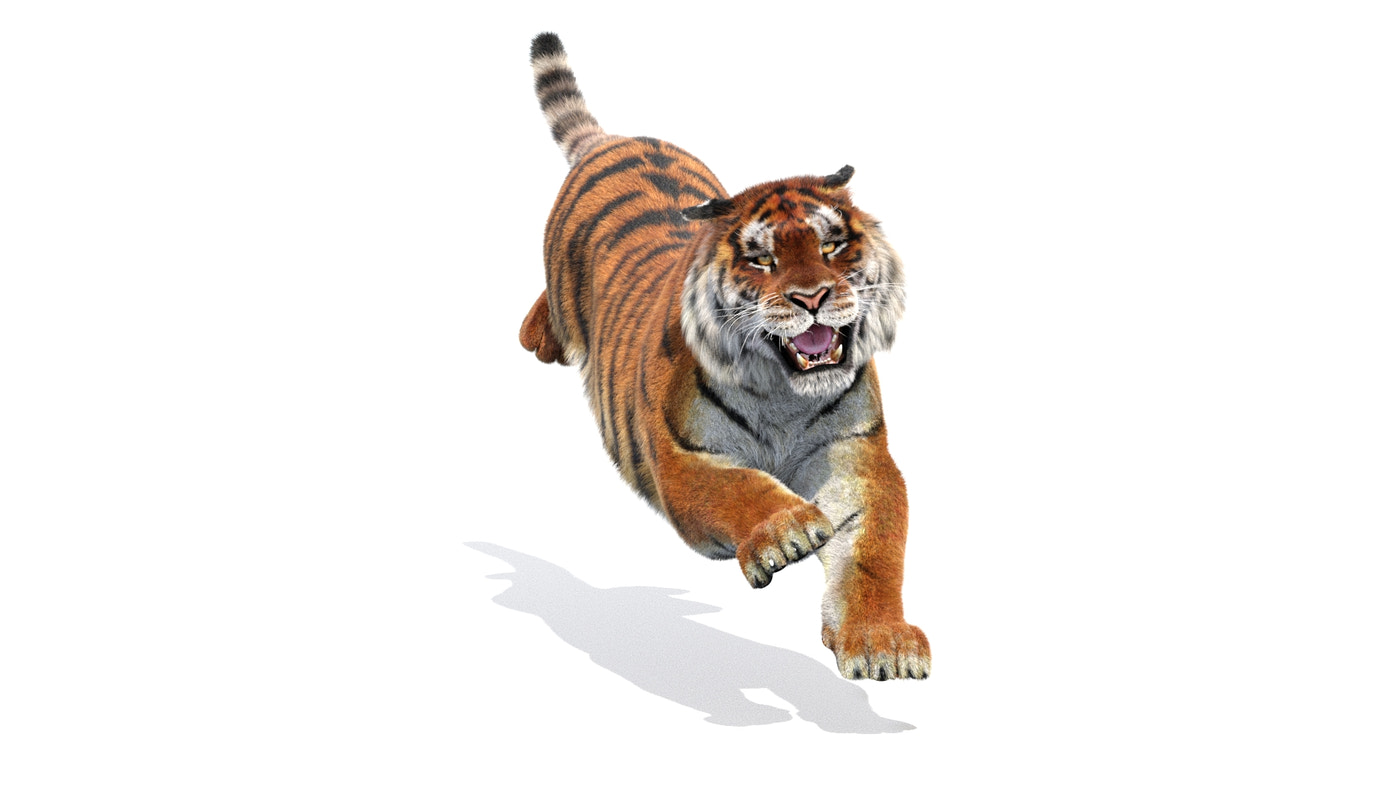 Rigged Siberian Tiger 3D Model - Hair and Fur - 360 Degree View