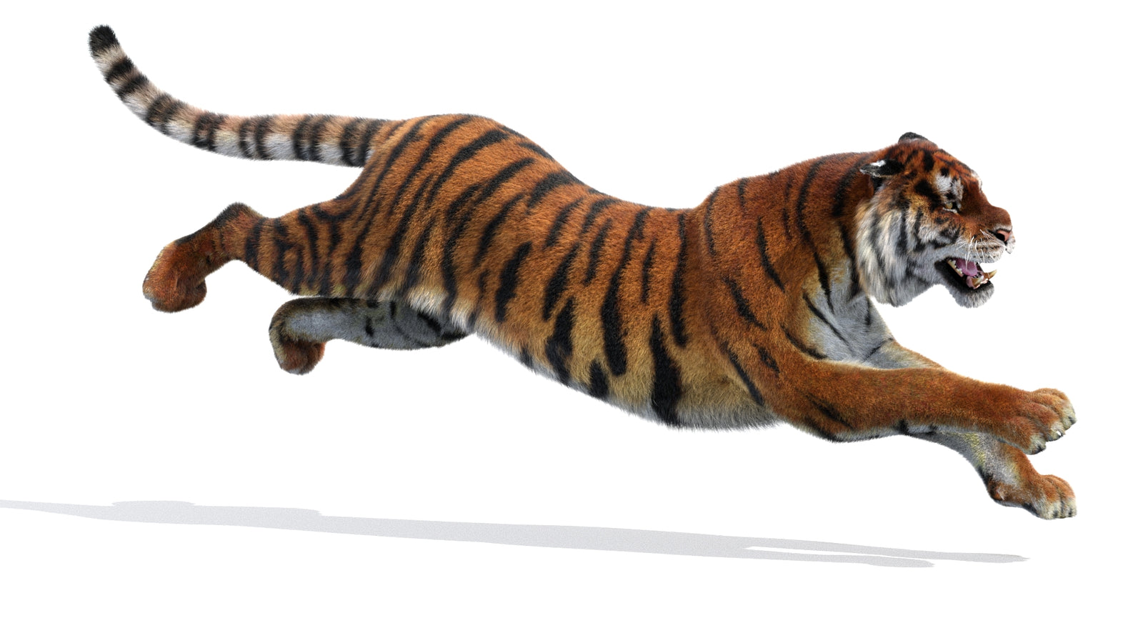 Rigged Tiger 3D Model Fur 360° view 3 frame 6