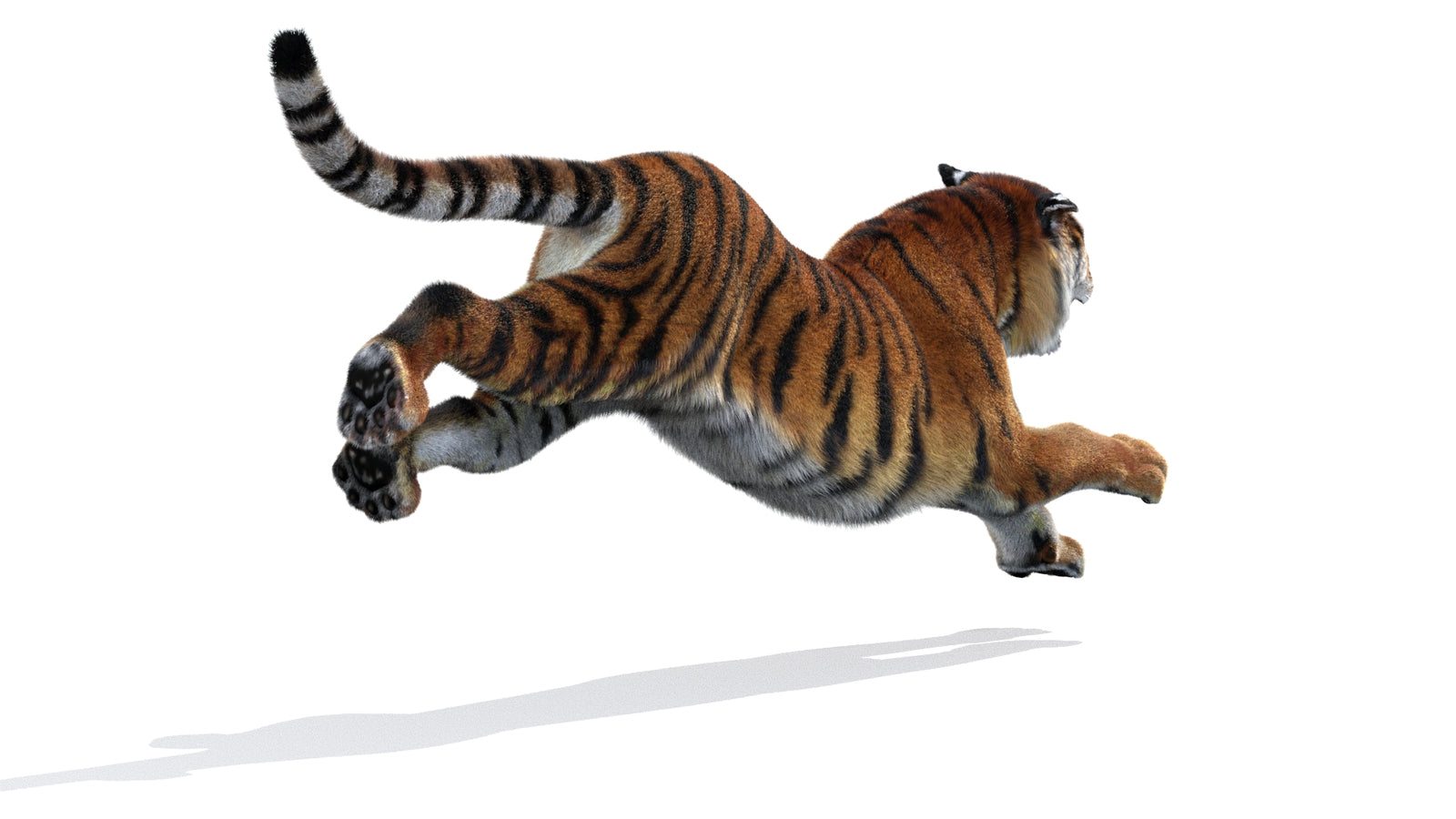 Rigged Tiger 3D Model Fur 360° view 3 frame 14