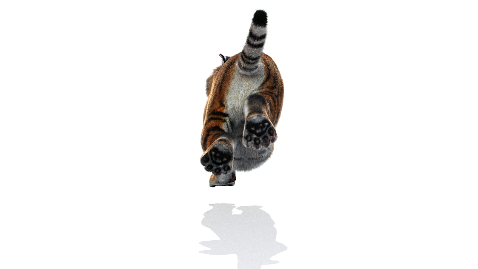 Rigged Tiger 3D Model Fur 360° view 3 frame 18