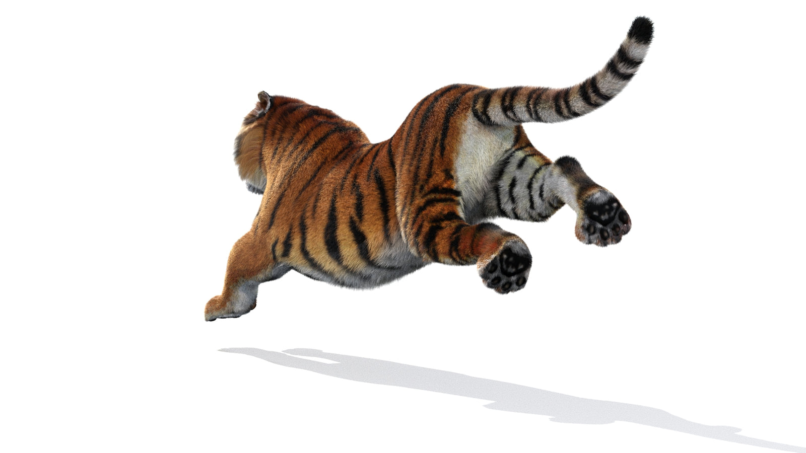 Rigged Tiger 3D Model Fur 360° view 3 frame 21