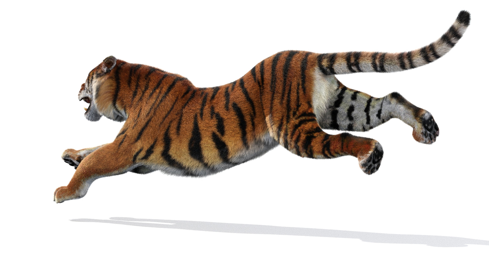 Rigged Tiger 3D Model Fur 360° view 3 frame 24