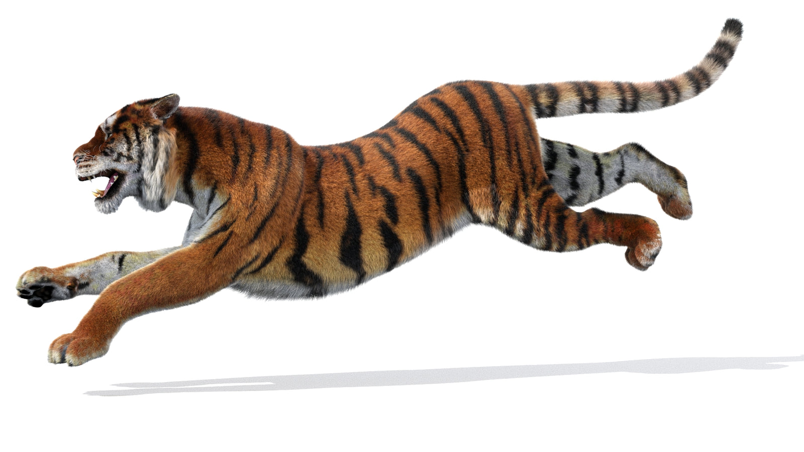 Rigged Tiger 3D Model Fur 360° view 3 frame 29
