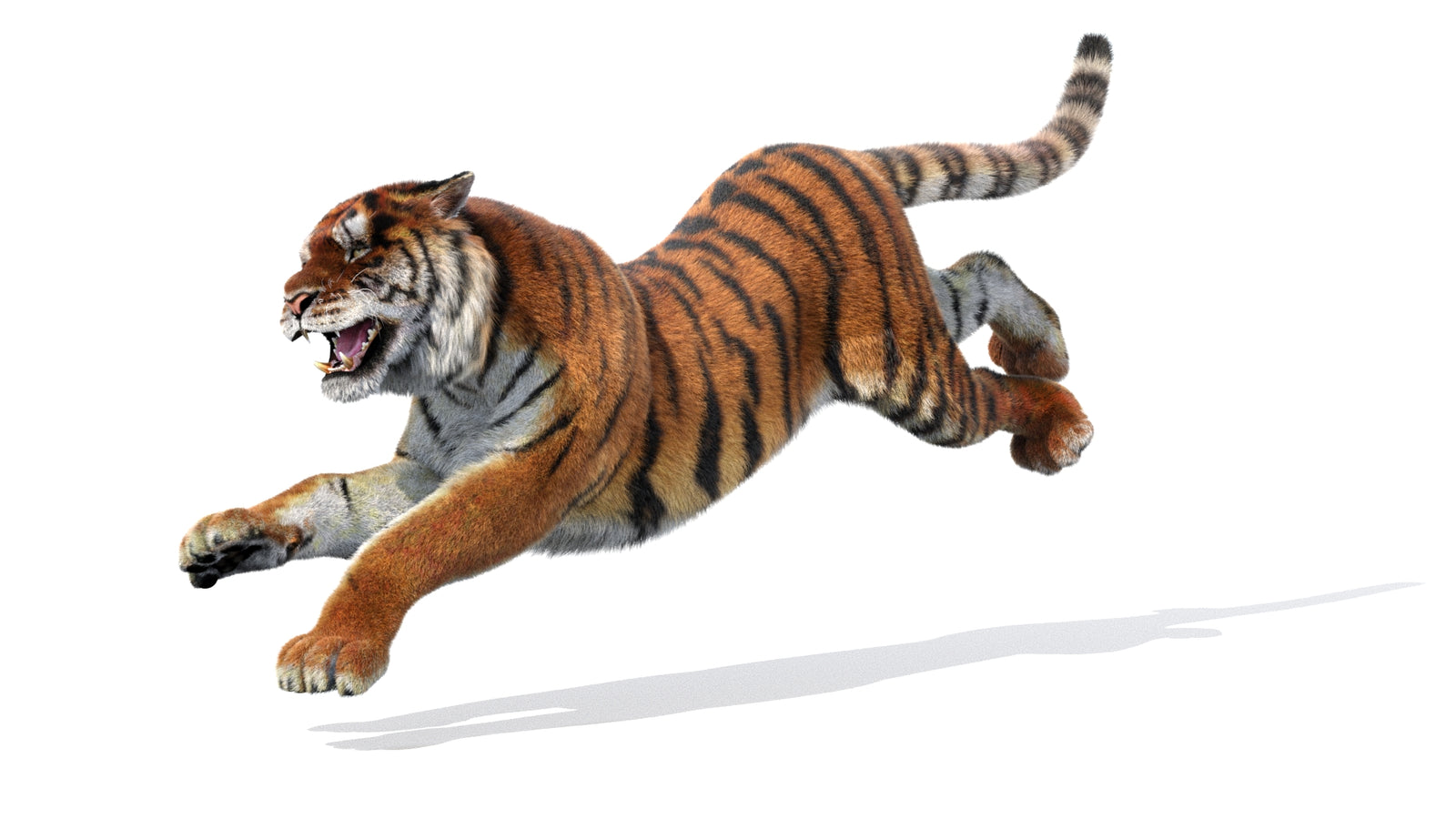 Rigged Tiger 3D Model Fur 360° view 3 frame 32
