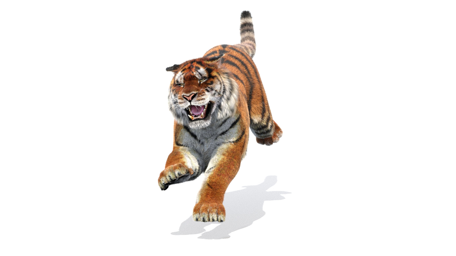 Rigged Tiger 3D Model Fur 360° view 3 frame 35