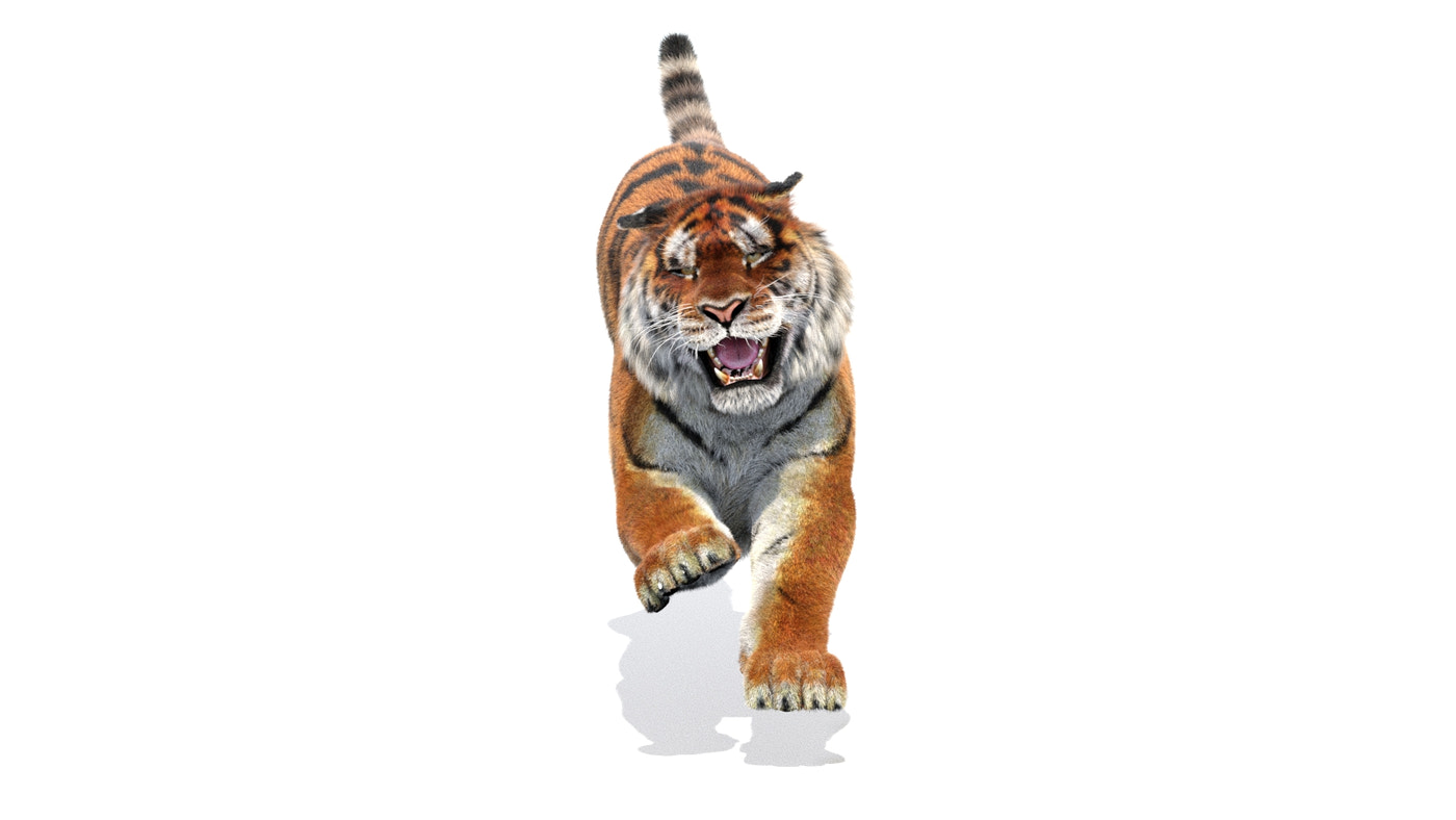 Rigged Tiger 3D Model Fur - 360 Degree View