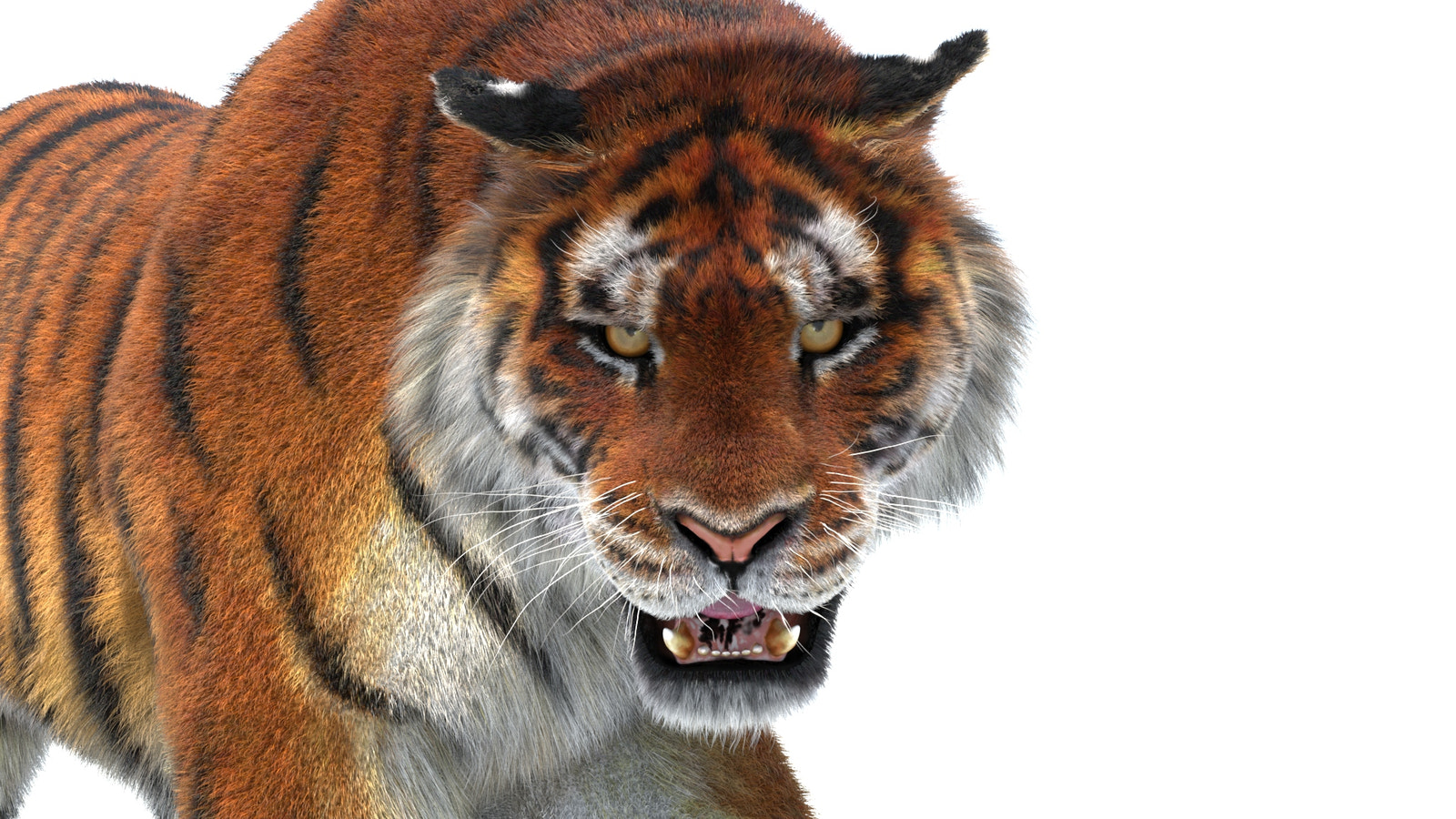 Tiger 3D Model with Fur with Close Up View