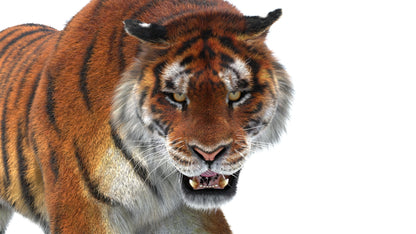 Tiger 3D Model with Fur with Close Up View