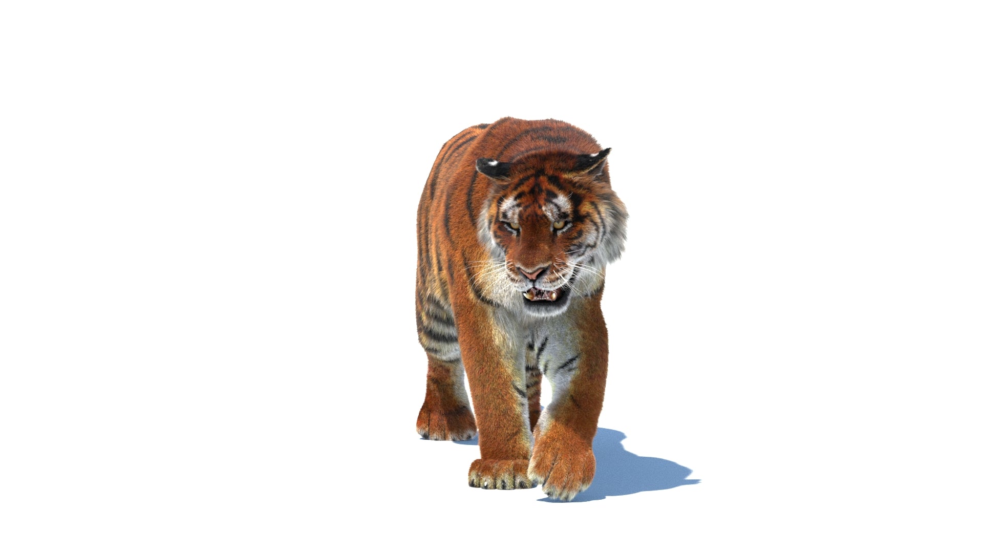Rigged Tiger 3D Model Fur - 360 Degree View