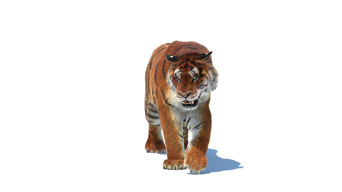 Rigged Siberian Tiger 3D Model - Hair and Fur - 360 Degree View
