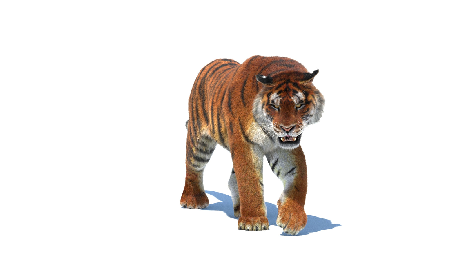 Rigged Tiger 3D Model Fur 360° view 2 frame 2