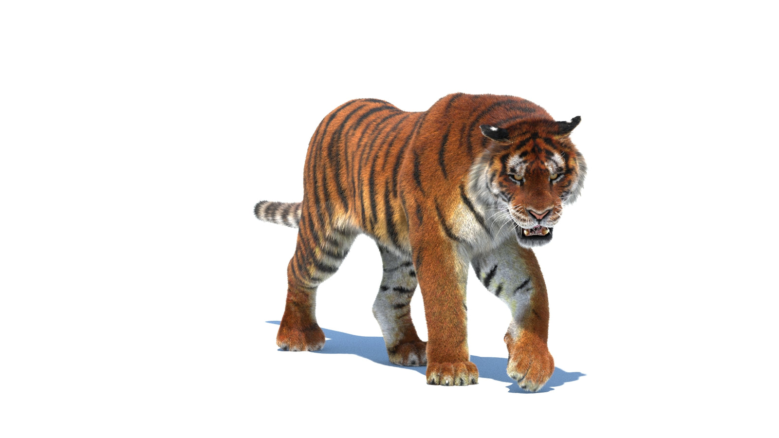 Rigged Tiger 3D Model Fur 360° view 2 frame 3
