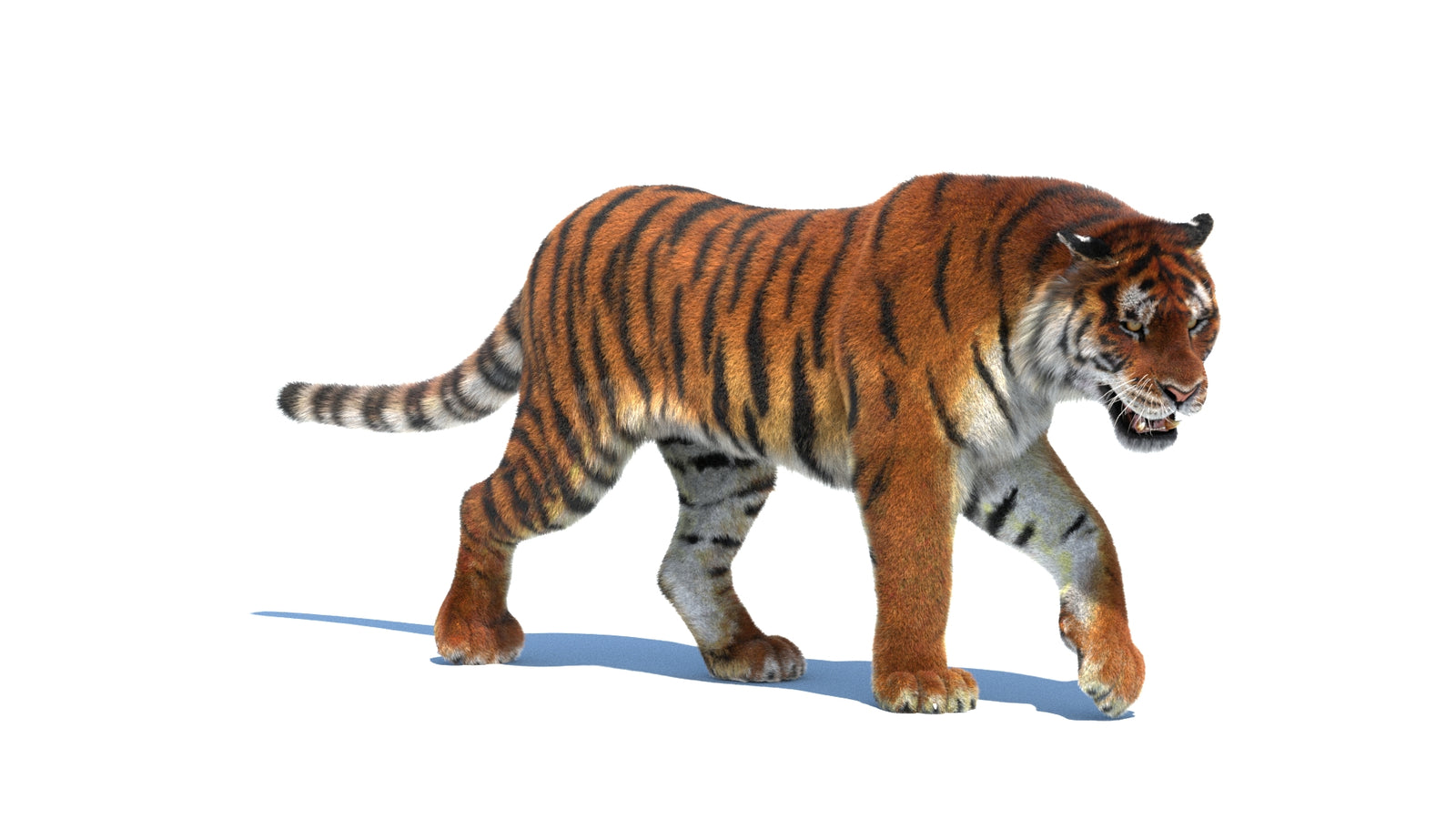 Rigged Tiger 3D Model Fur 360° view 2 frame 5
