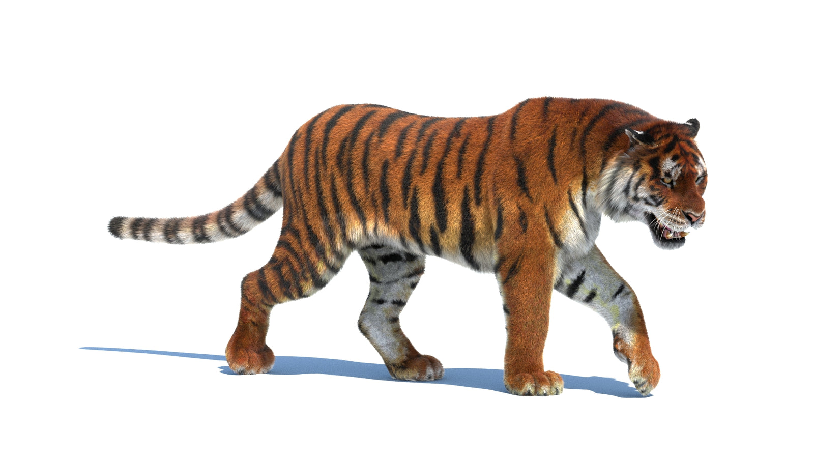 Rigged Tiger 3D Model Fur 360° view 2 frame 6