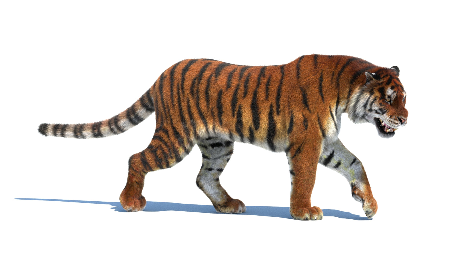 Rigged Tiger 3D Model Fur 360° view 2 frame 7