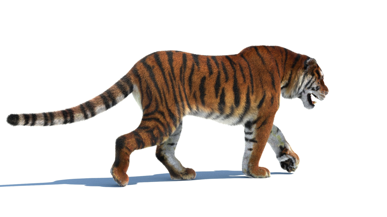 Rigged Tiger 3D Model Fur 360° view 2 frame 12
