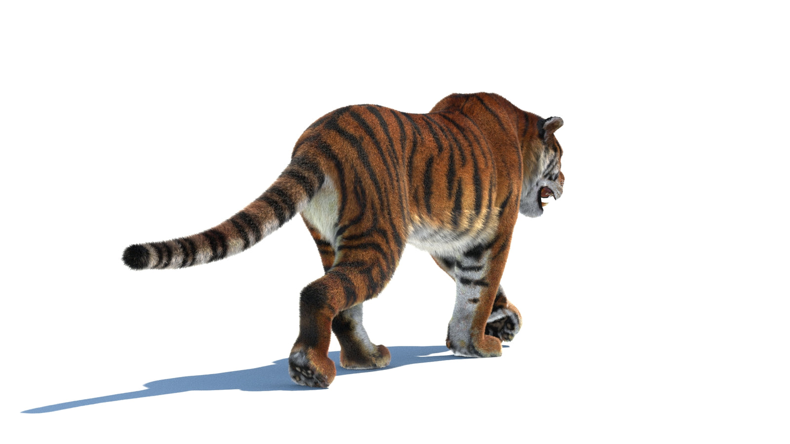 Rigged Tiger 3D Model Fur 360° view 2 frame 15