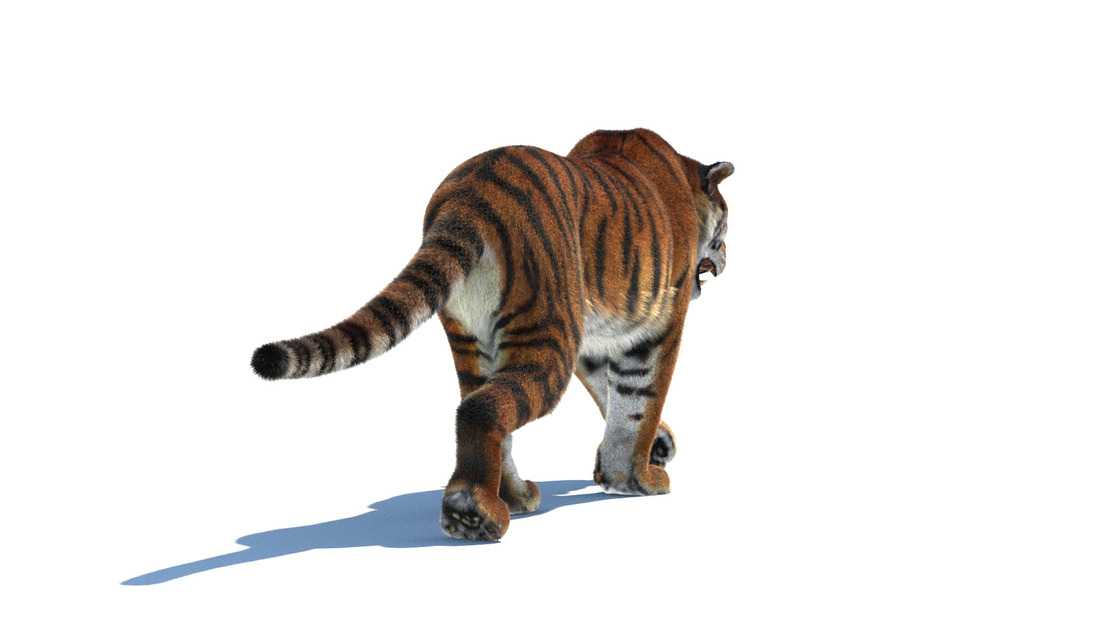 Rigged Tiger 3D Model Fur 360° view 2 frame 16