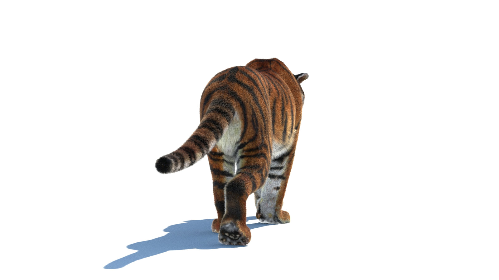 Rigged Tiger 3D Model Fur 360° view 2 frame 17