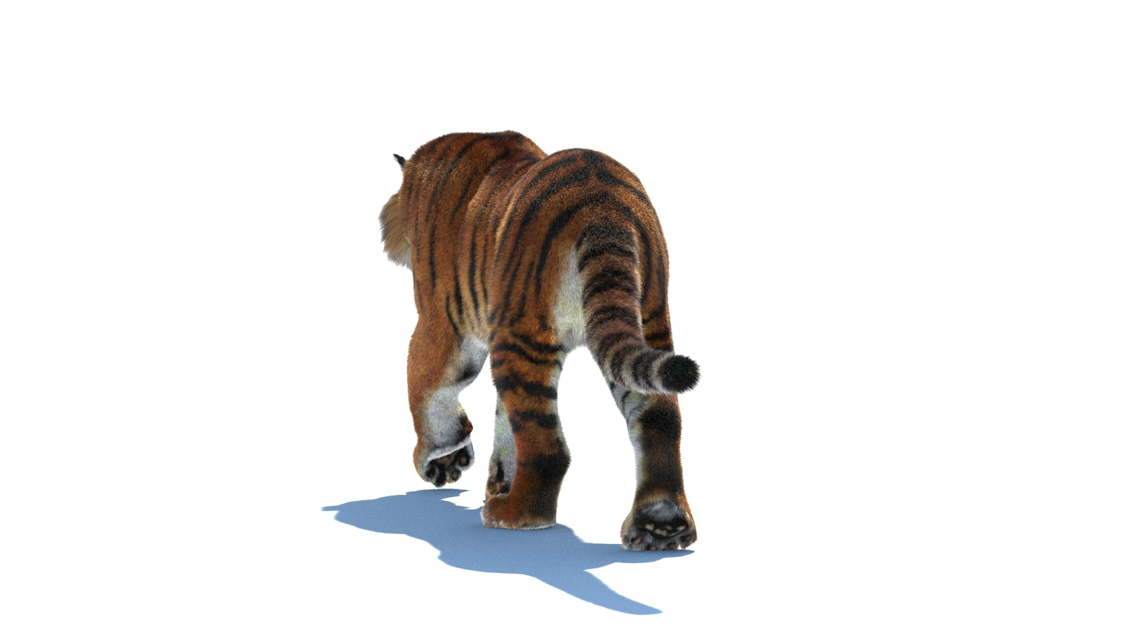 Rigged Tiger 3D Model Fur 360° view 2 frame 20