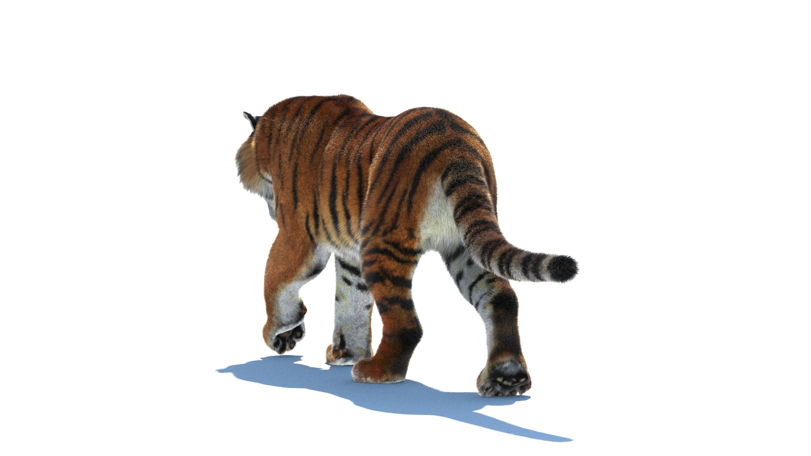 Rigged Tiger 3D Model Fur 360° view 2 frame 21