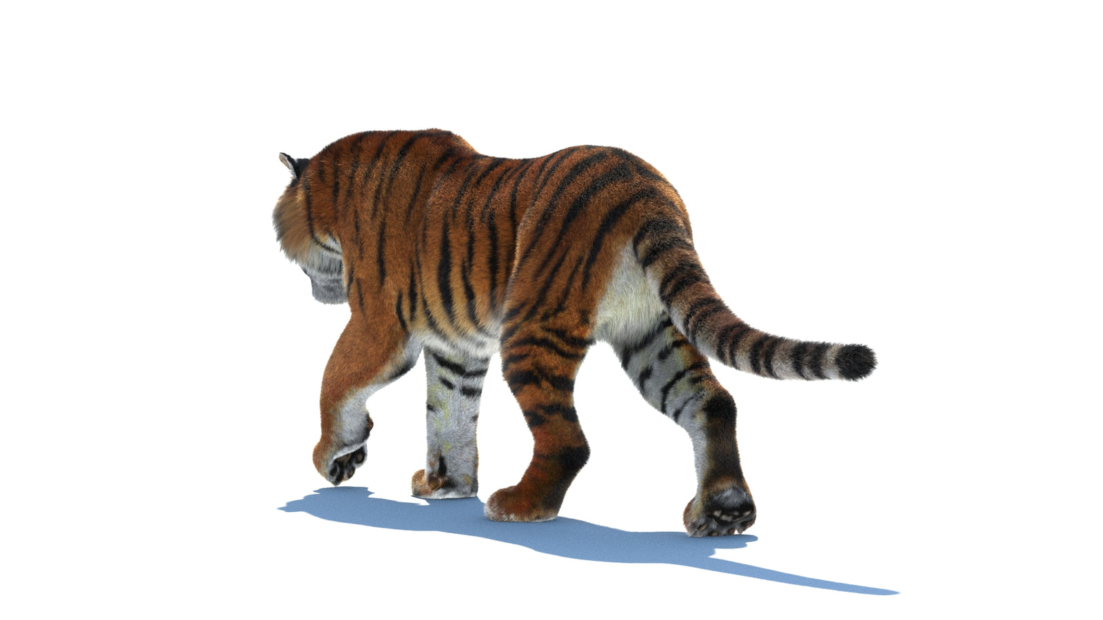 Rigged Tiger 3D Model Fur 360° view 2 frame 22