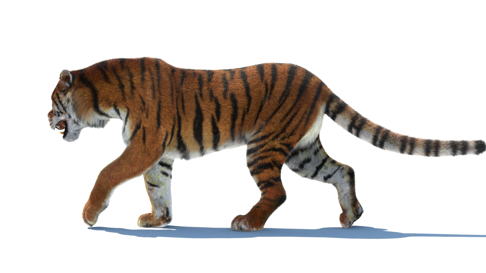 Rigged Tiger 3D Model Fur 360° view 2 frame 27