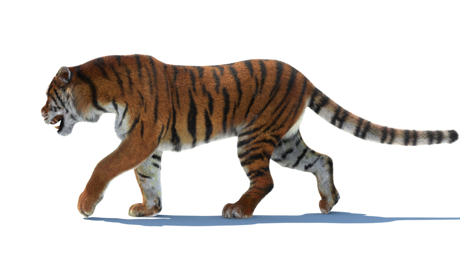 Rigged Tiger 3D Model Fur 360° view 2 frame 28