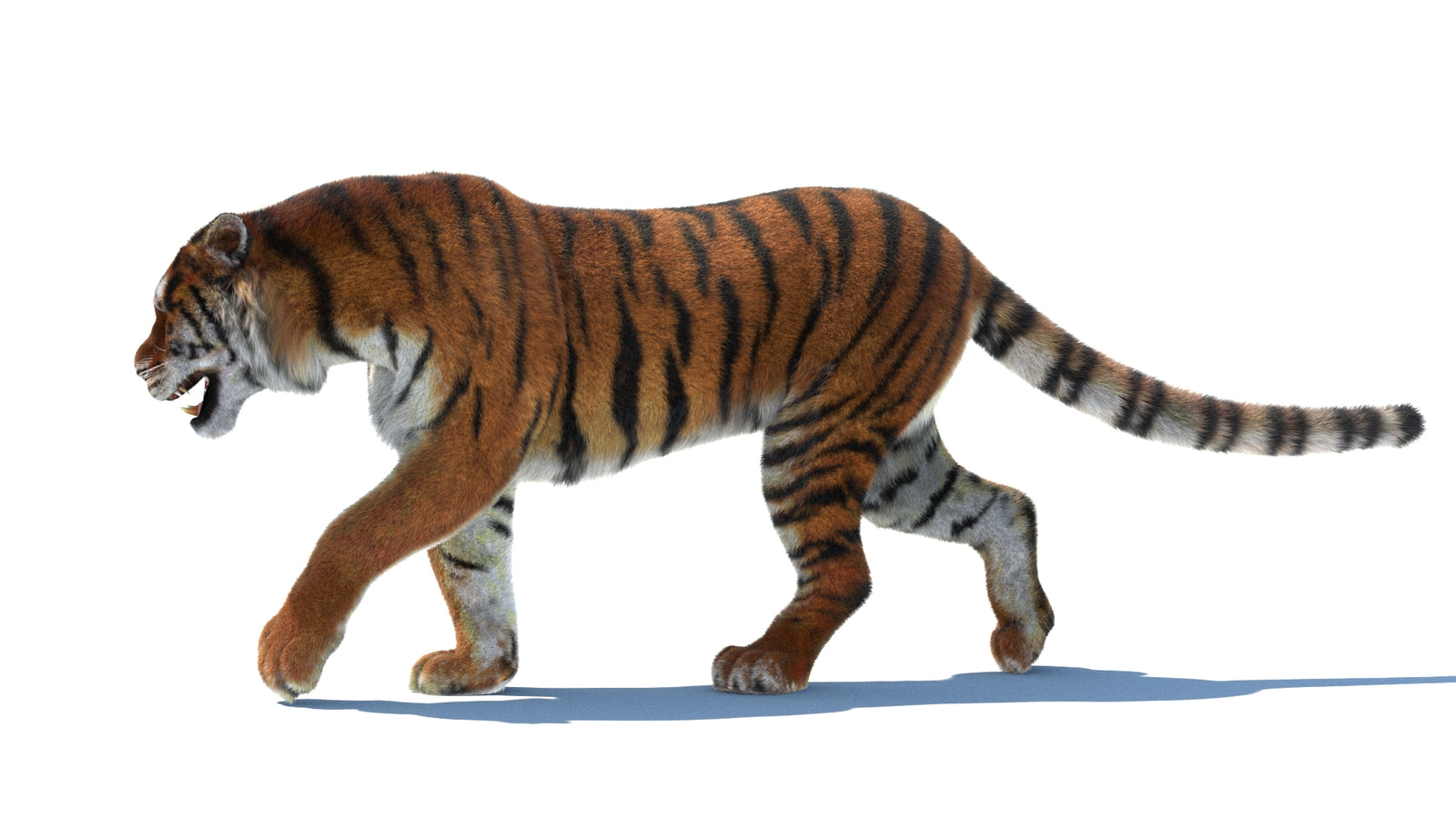 Rigged Tiger 3D Model Fur 360° view 2 frame 29