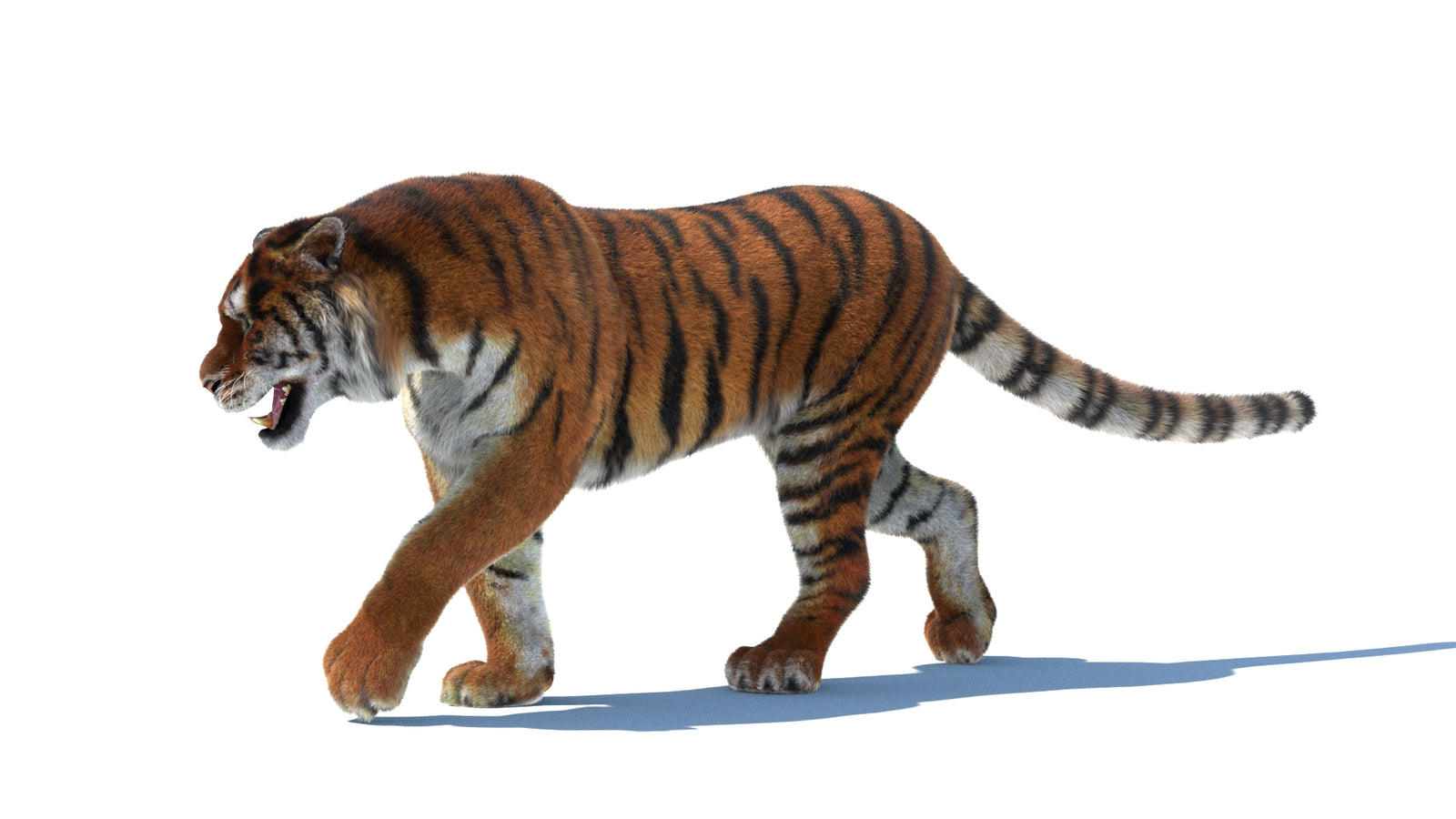 Rigged Tiger 3D Model Fur 360° view 2 frame 31