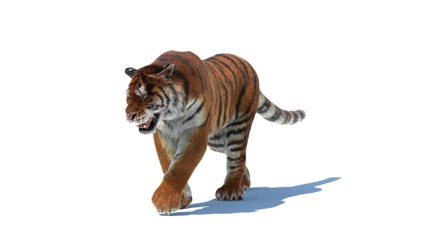 Rigged Tiger 3D Model Fur 360° view 2 frame 34