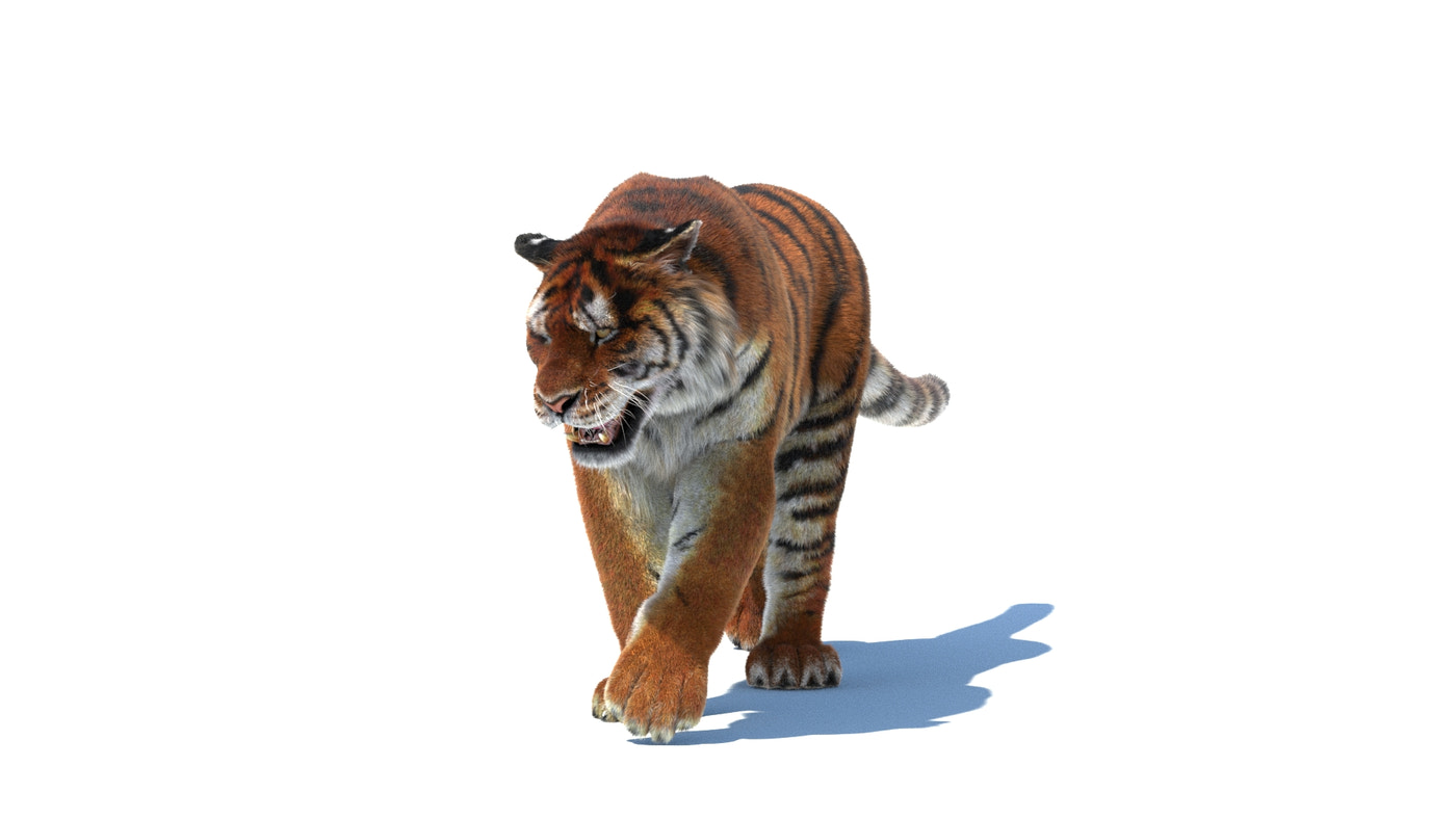 Rigged Tiger 3D Model Fur - 360 Degree View