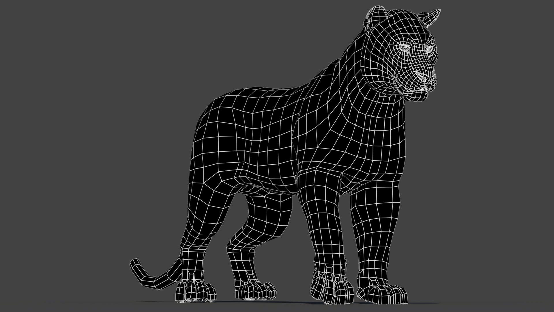 Rigged Siberian White Tiger 3D Model Wireframe View 0