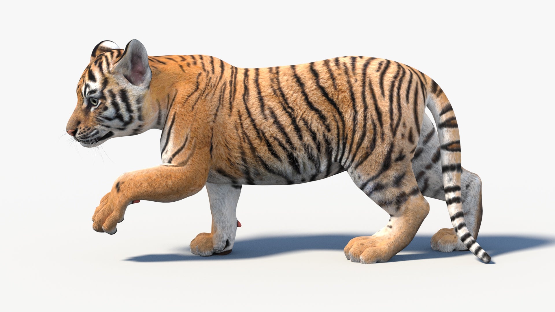 3D rendering of a tiger cub walking on a white background