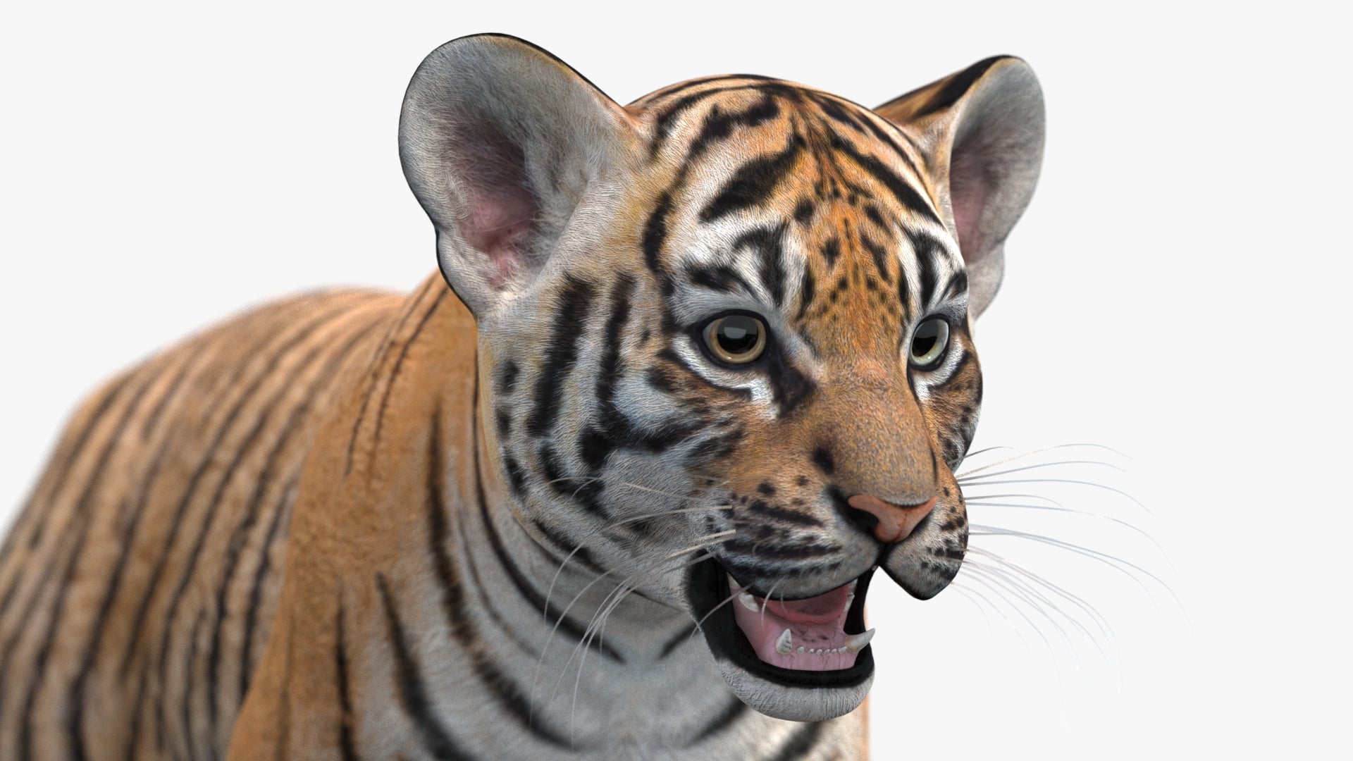 Close-up of a tiger cub with a white background