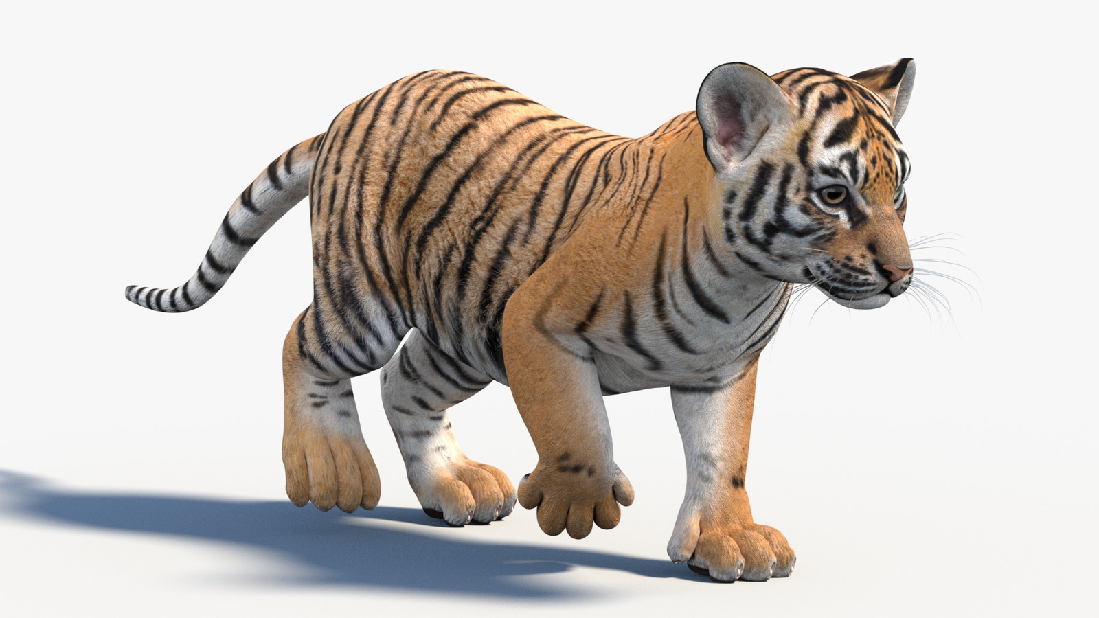 Young tiger cub walking on a white background